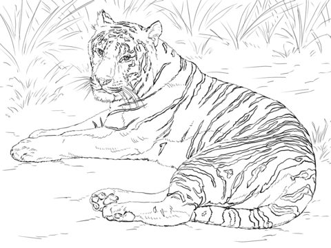 Siberian Tiger Laying Down Coloring Page